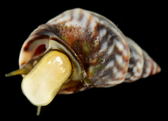 Echinolittorina ziczac