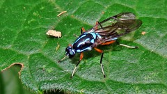 Raphiocera