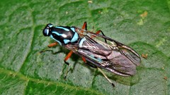 Raphiocera