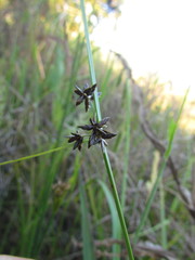 Cyperus niger