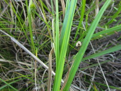 Cyperus niger