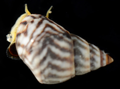 Echinolittorina ziczac