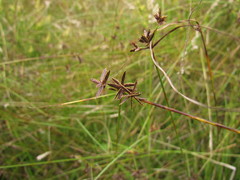 Cyperus niger