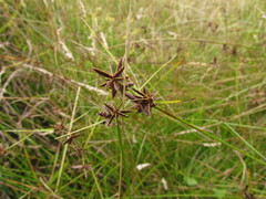 Cyperus niger