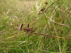 Cyperus niger