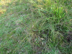 Cyperus niger
