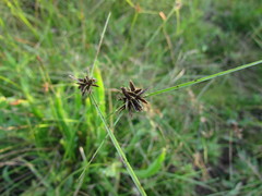 Cyperus niger