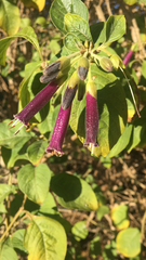 Iochroma
