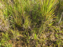 Cyperus sellowianus