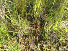 Cyperus sellowianus