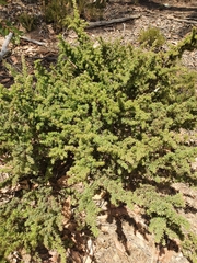 Pultenaea involucrata
