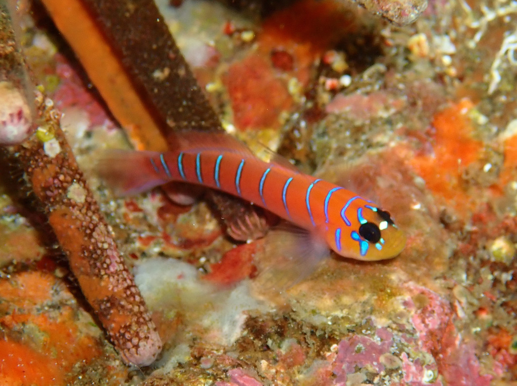 Galapagos Blue-Banded Goby