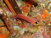 Blue Banded Goby - Photo (c) Sylvain Le Bris, some rights reserved (CC BY-NC), uploaded by Sylvain Le Bris