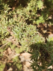 Pultenaea involucrata