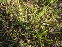 Cyperus sellowianus