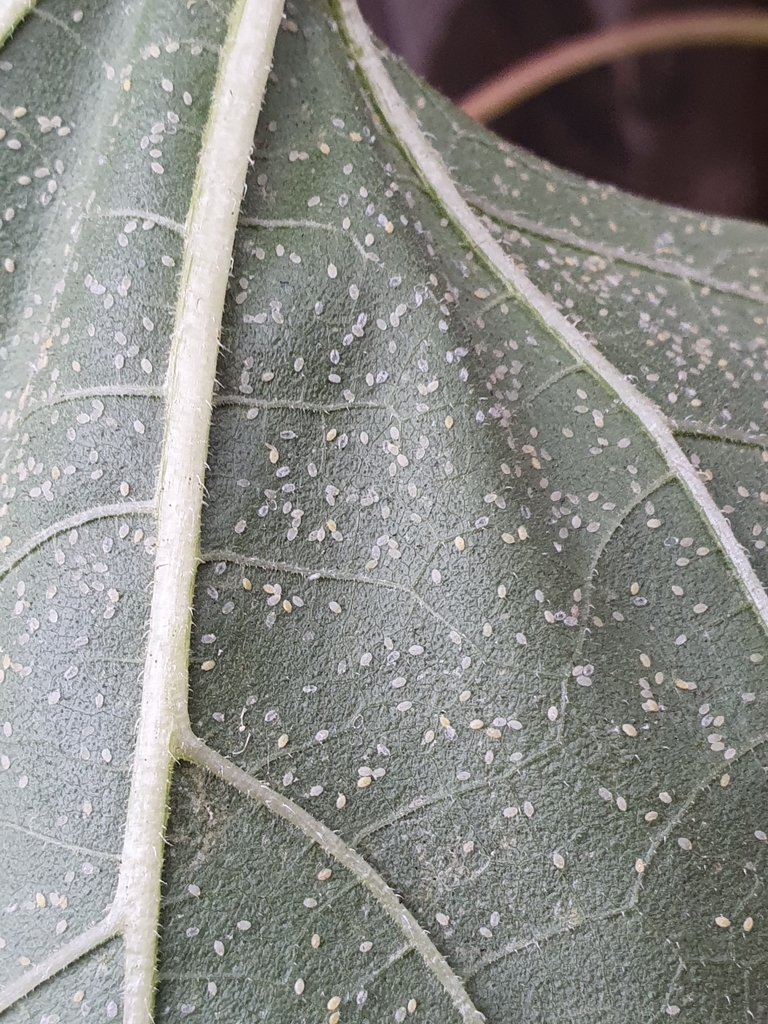 Greenhouse Whitefly in January 2021 by Brad McNeil. On Sunflower ...