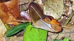 Pierella nereis