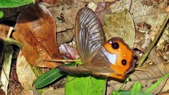 Pierella nereis