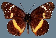 Chlosyne lacinia crocale