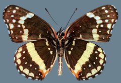 Chlosyne lacinia crocale