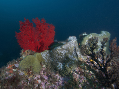 Melithaea