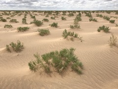 Haloxylon ammodendron