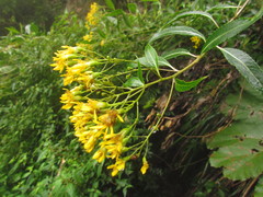 Dendrophorbium subnemoralis
