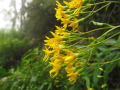 Dendrophorbium subnemoralis