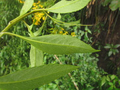 Dendrophorbium subnemoralis