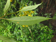 Dendrophorbium subnemoralis