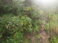 Dendrophorbium subnemoralis