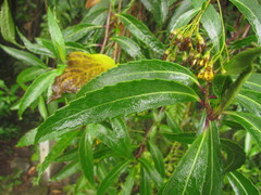 Dendrophorbium subnemoralis