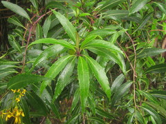 Dendrophorbium subnemoralis