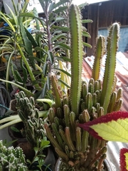 Euphorbia trigona