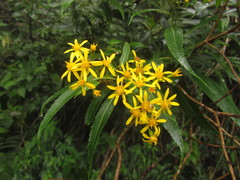 Dendrophorbium subnemoralis