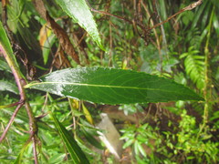 Dendrophorbium subnemoralis