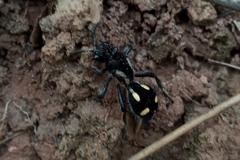 Traumatomutilla parallela