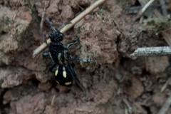 Traumatomutilla parallela