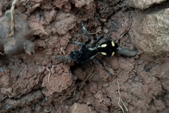 Traumatomutilla parallela