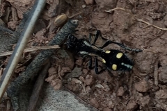 Traumatomutilla parallela