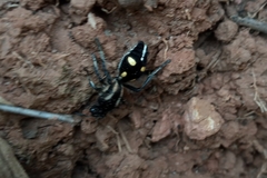 Traumatomutilla parallela