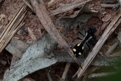 Traumatomutilla parallela