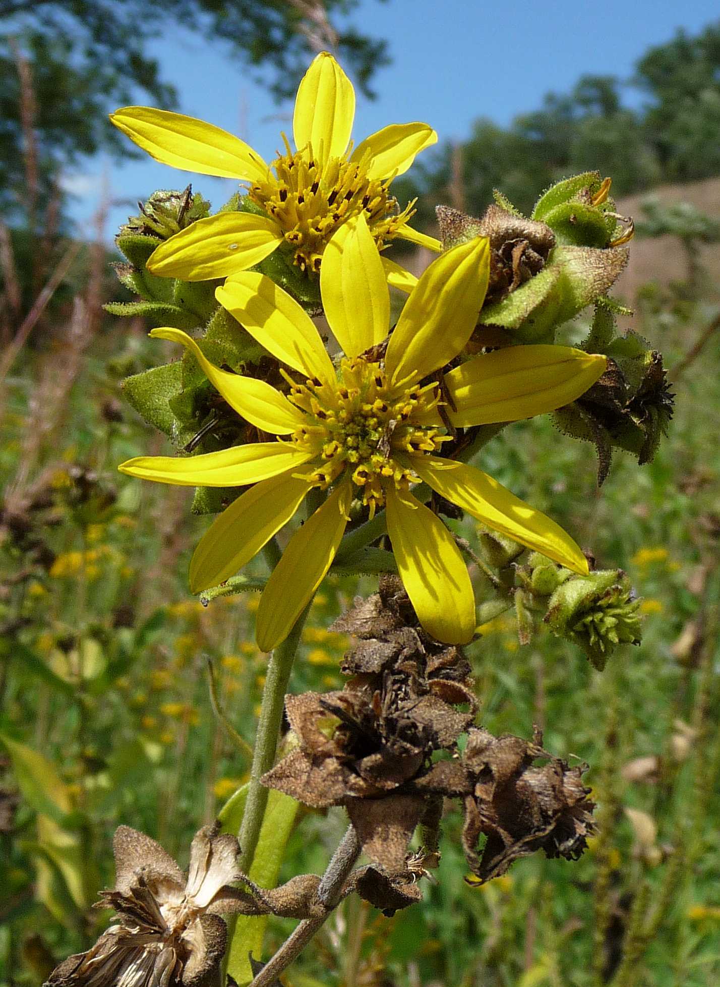 Silphium integrifolium var. integrifolium