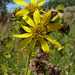 Silphium integrifolium integrifolium - Photo (c) tsc_wis,  זכויות יוצרים חלקיות (CC BY-NC)