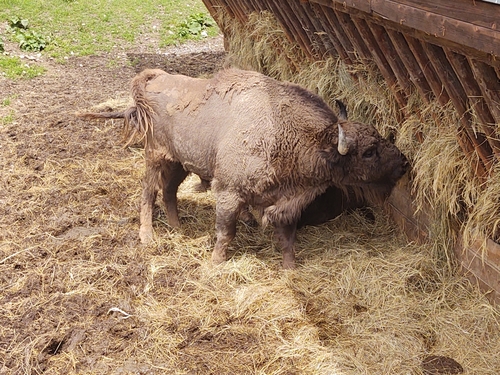 Europski bizon (Bison bonasus)