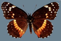 Chlosyne lacinia crocale