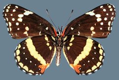 Chlosyne lacinia crocale