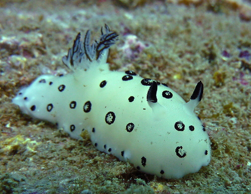 Mourning Dorid