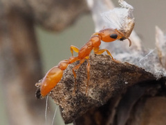 Pseudomyrmex seminole