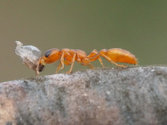 Pseudomyrmex seminole